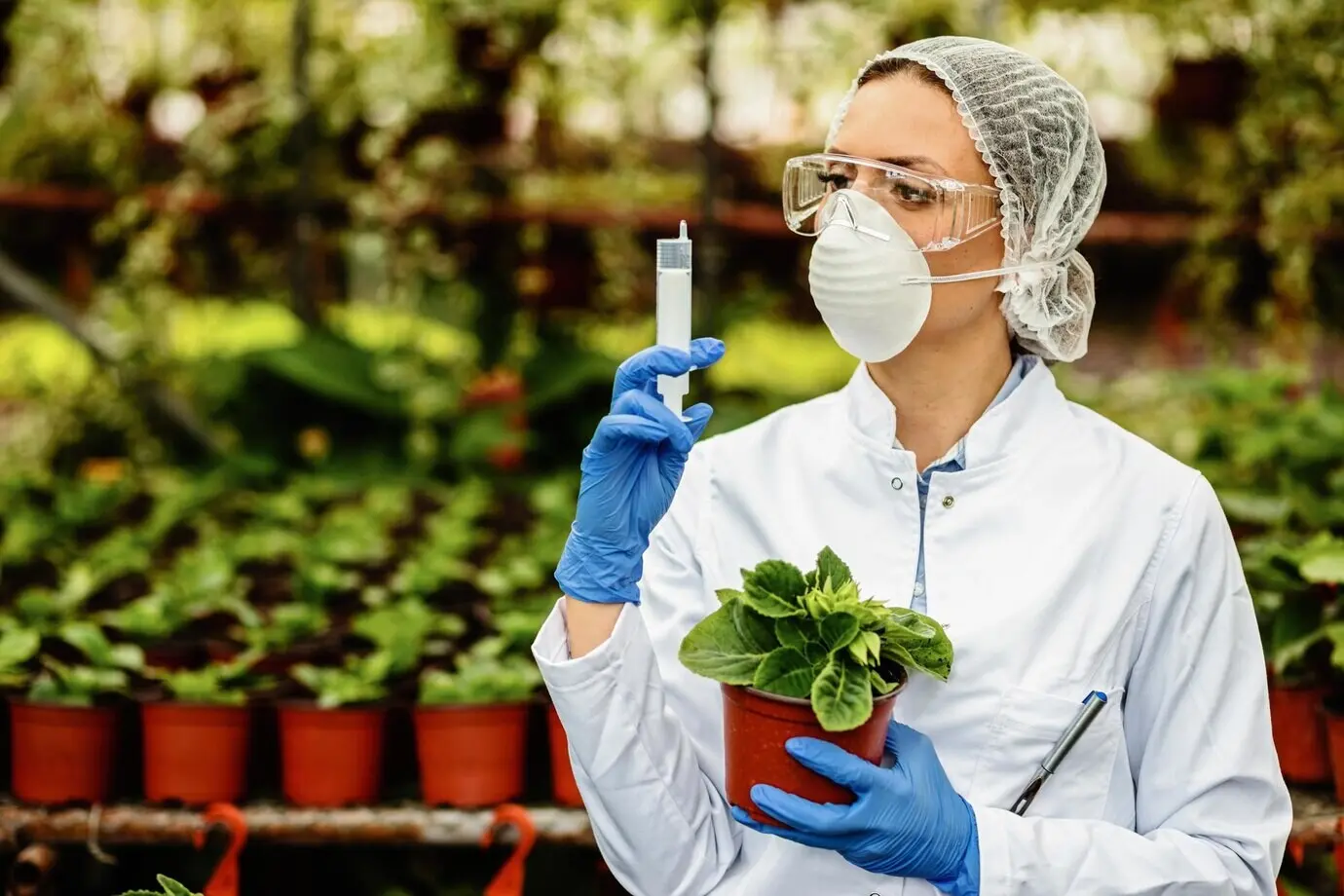 A plant nursery botanist using a syringe to care for potted flowers.