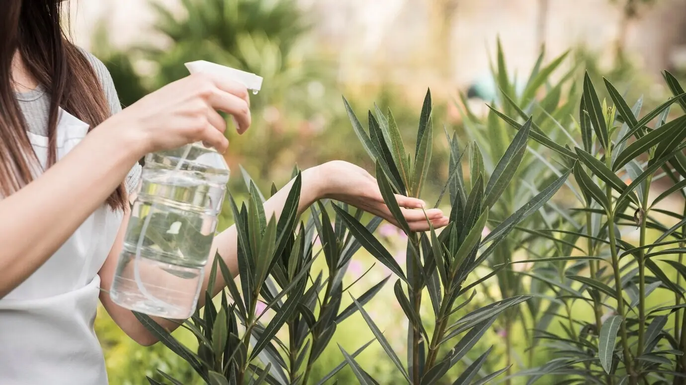 Panoramic view of a woman's hand spraying water on fresh plants in the garden.