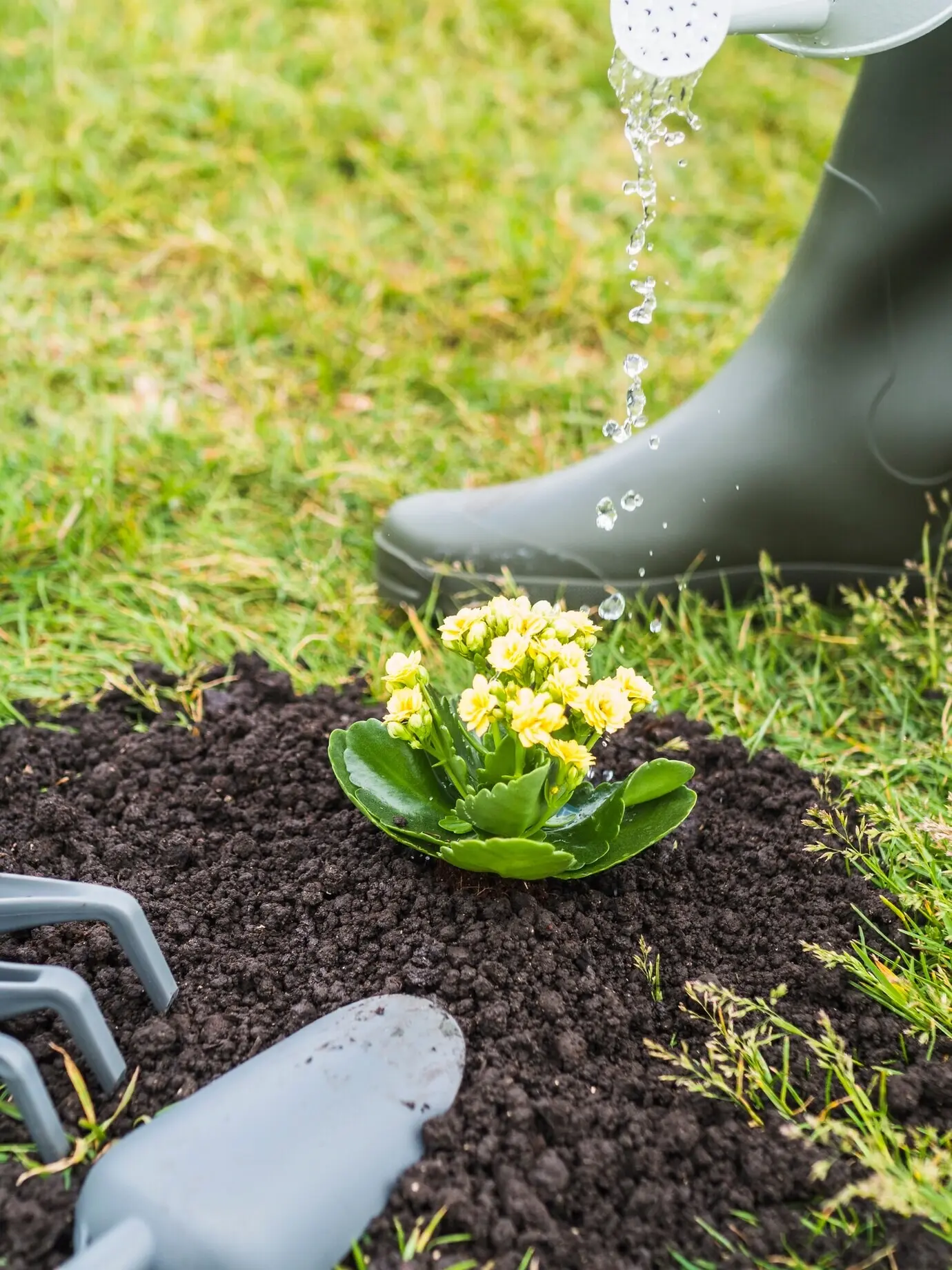 A close-up of a gardener watering the succulent plant.