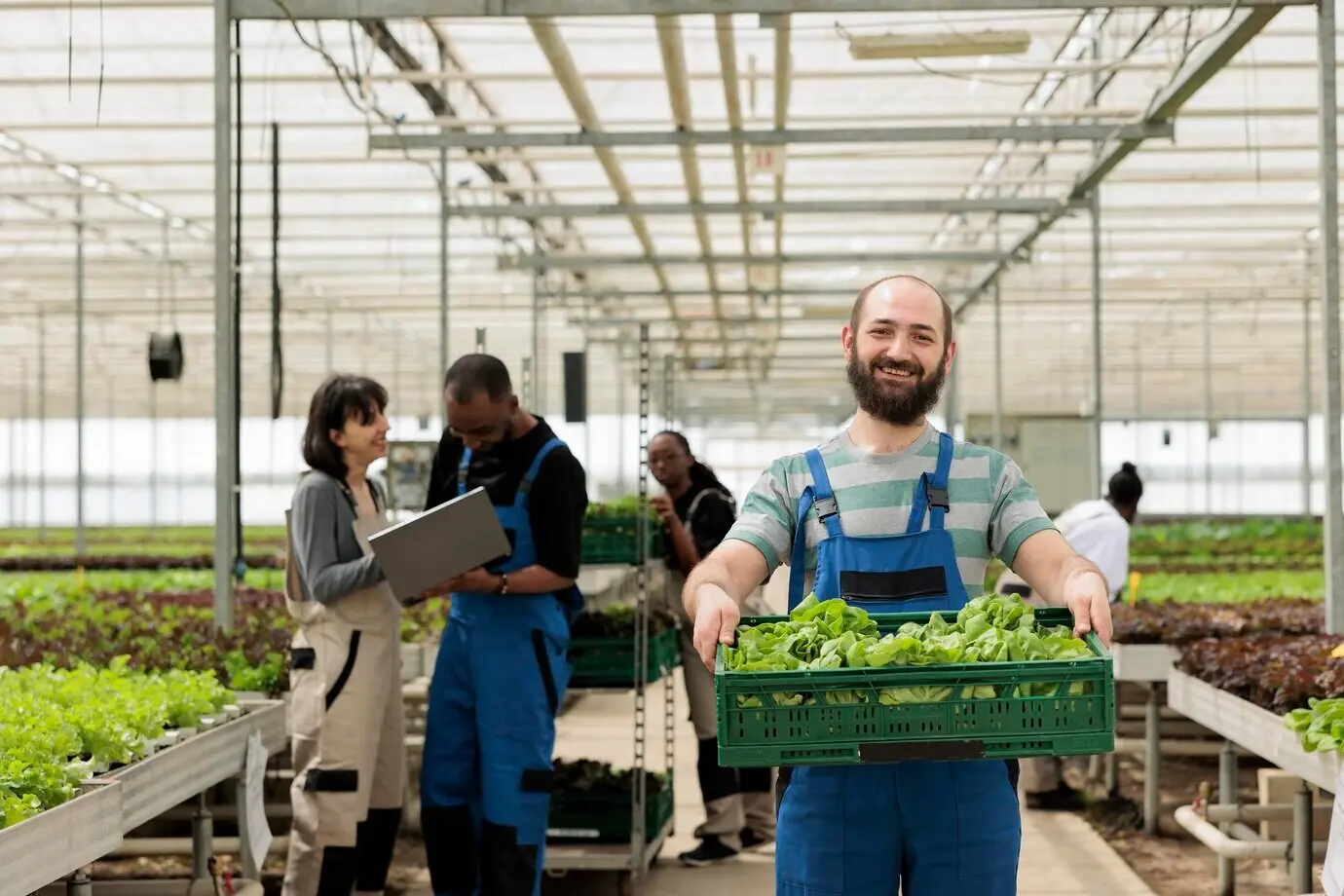 An active group of farmers in a modern, entrepreneurial bio-agricultural greenhouse used to grow natural, healthy, eco vegetables. Regenerative agriculture using pesticide-free soil fertilizer.